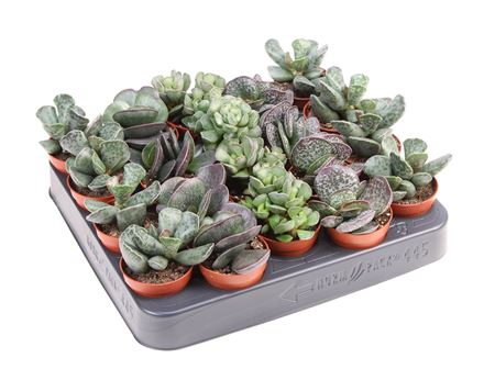 Adromischus Mix