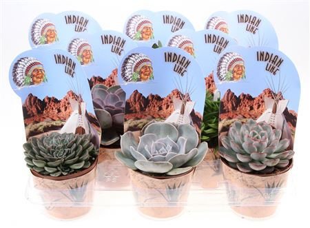 Succulent Mix Potcover Indian Line