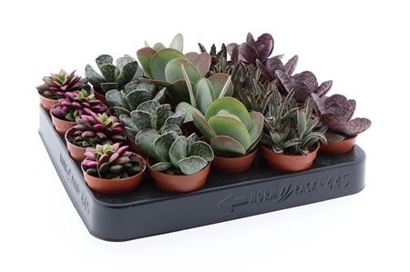 Succulenten Mix.