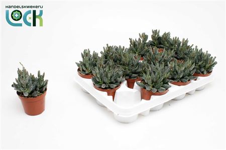 Adromischus Maculatus.