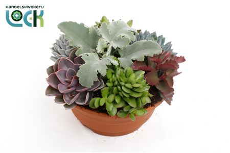 Succulent Mix In Voorjaarss