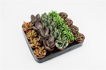 Succulent Mix Tanz On Row
