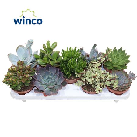 Succulenten Mix.