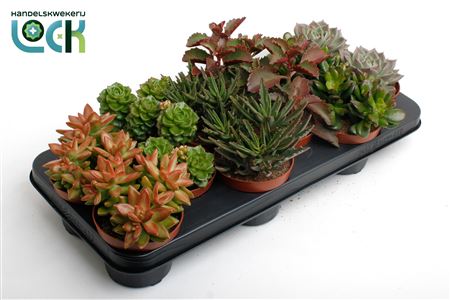 Succulent Autum Mix.