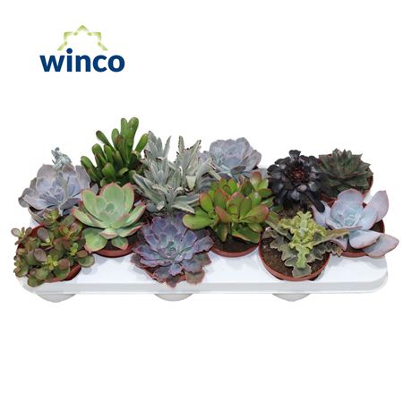 Succulenten Mix.