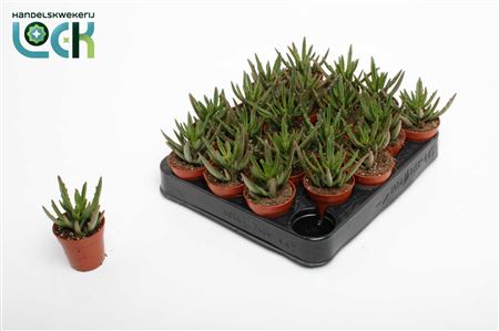 Kalanchoe Spider Green