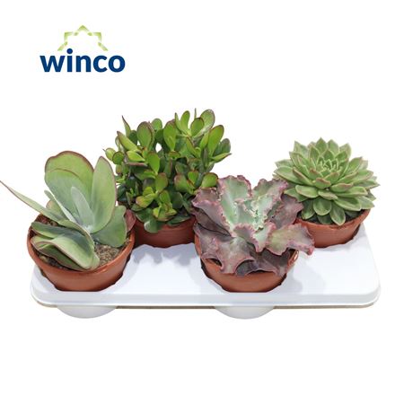 Succulent Mix
