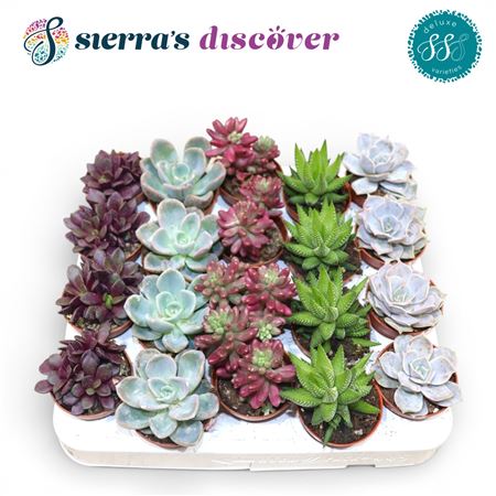 Succulent Sevilla Mix