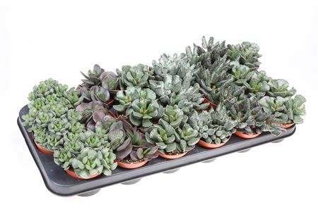 Adromischus Mix