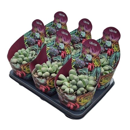 Pleiospilos Nelii Potcover