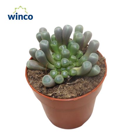 Fenestraria Aurantiaca