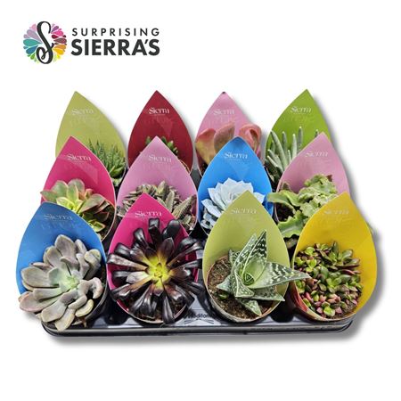 Succulent Deluxe Sierra Collection