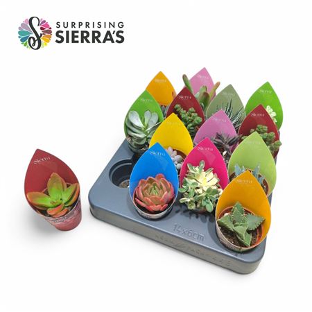 Succulent Mix (deluxe) Sierra Coll. Po