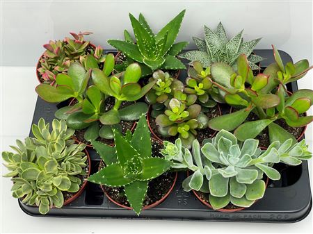 Succulenten Mix.