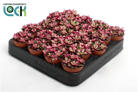 Anacampseros Sunrise