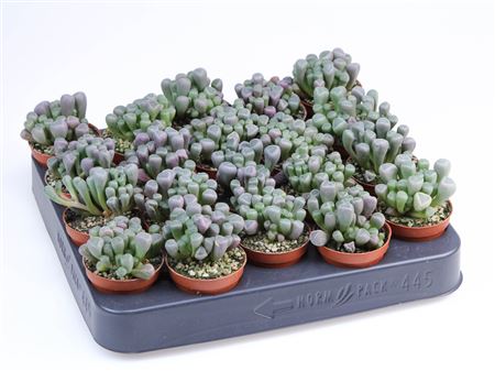 Fenestraria Rhopalophylla