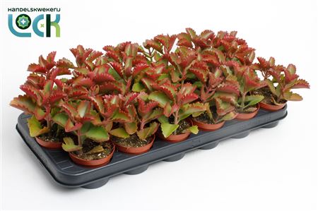 Kalanchoe Pinatum