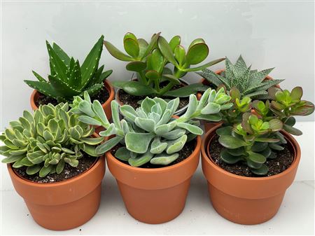 Succulent Rozenpot