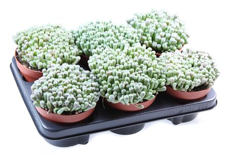 Fenestraria Rhopalophylla