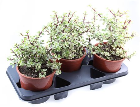 Portulacaria Afra Variegata