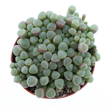 Fenestraria Rhopalophylla