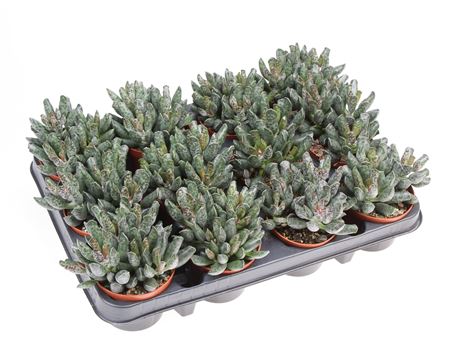 Adromischus Festivus