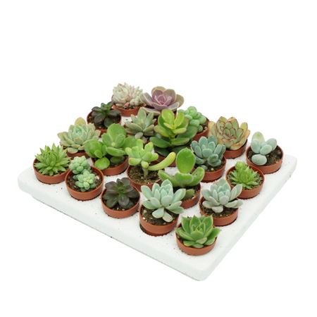 Succulent Mini Mix
