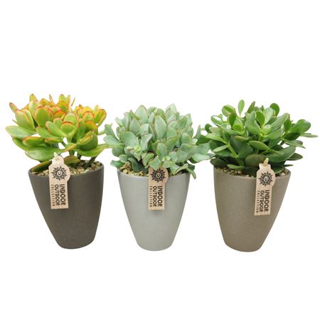 Crassula Mix