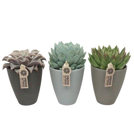 Echeveria Mix In Grey Stone.