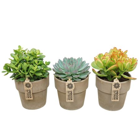 Succulent Mix Grey Terracotta