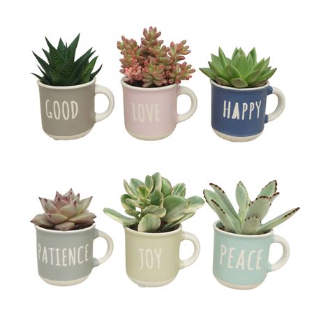 Succulent Mix Terra Cup