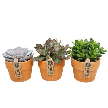 Succulent Mix In Terracotta Kraagpot