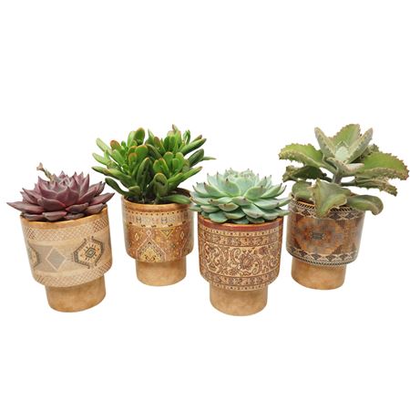 Succulent Mix Cassablanca