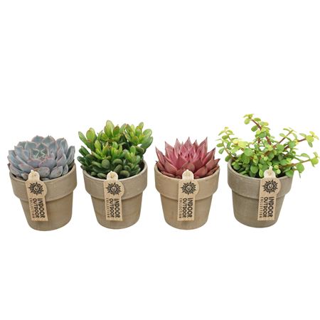 Succulent Mix Grey Terracotta