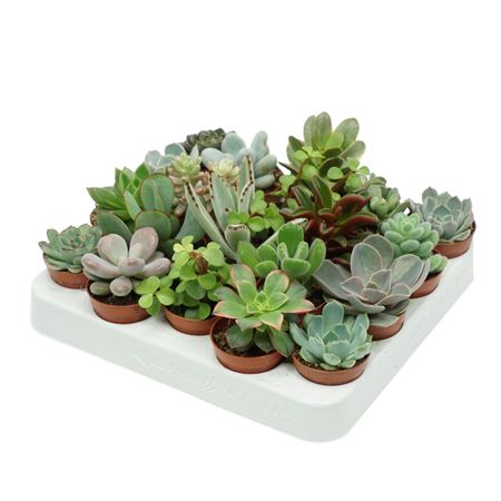 Succulenten Mix.