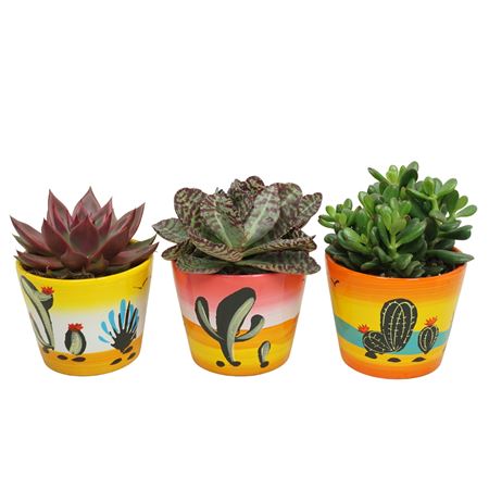 Succulent Mix Deco Pot
