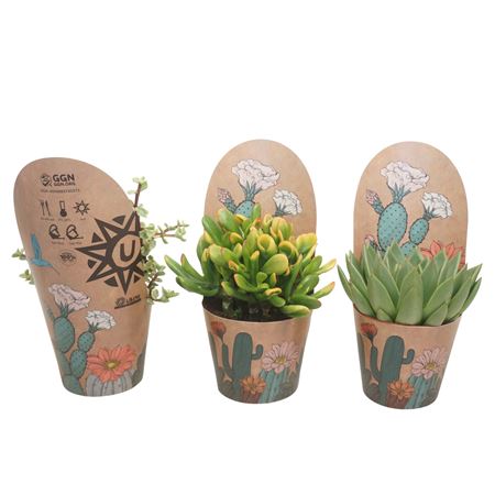 Succulent Mix Potcover