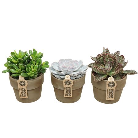 Succulent Mix Iin Gray Kraagpot