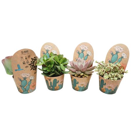 Succulent Mix Potcover