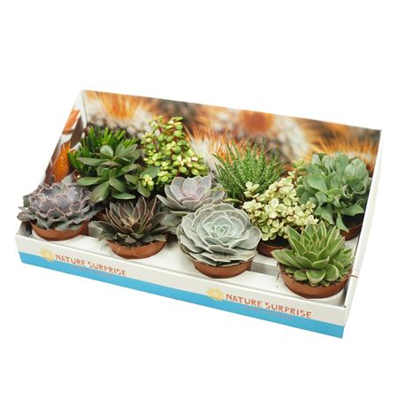 Succulent Mix Showbox