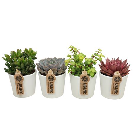 Succulent Mix In White Pot