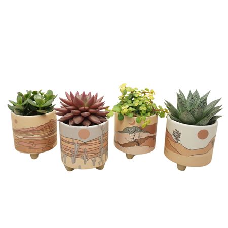Succulent Mix Palm Mar