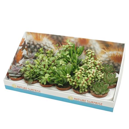 Succulent Mix In Showbox