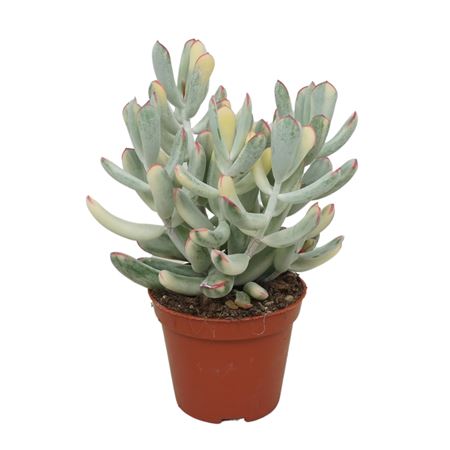 Cotyledon Orbiculata Variegata