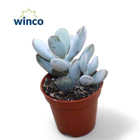 Cotyledon Orbiculata Higginsiae.