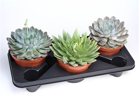Succulenten Mix.