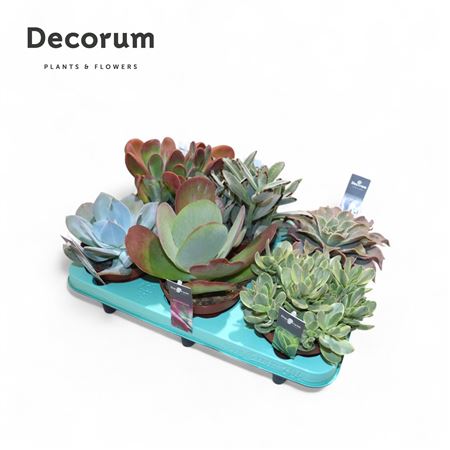 Succulent Mix (decorum) +steker