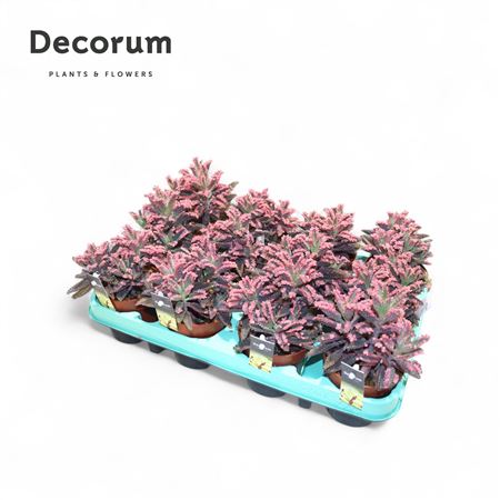 Kalanchoe Pink Butterfly (decorum