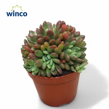 Graptoveria Bashfull