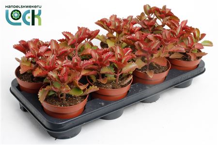 Kalanchoe Pinatum